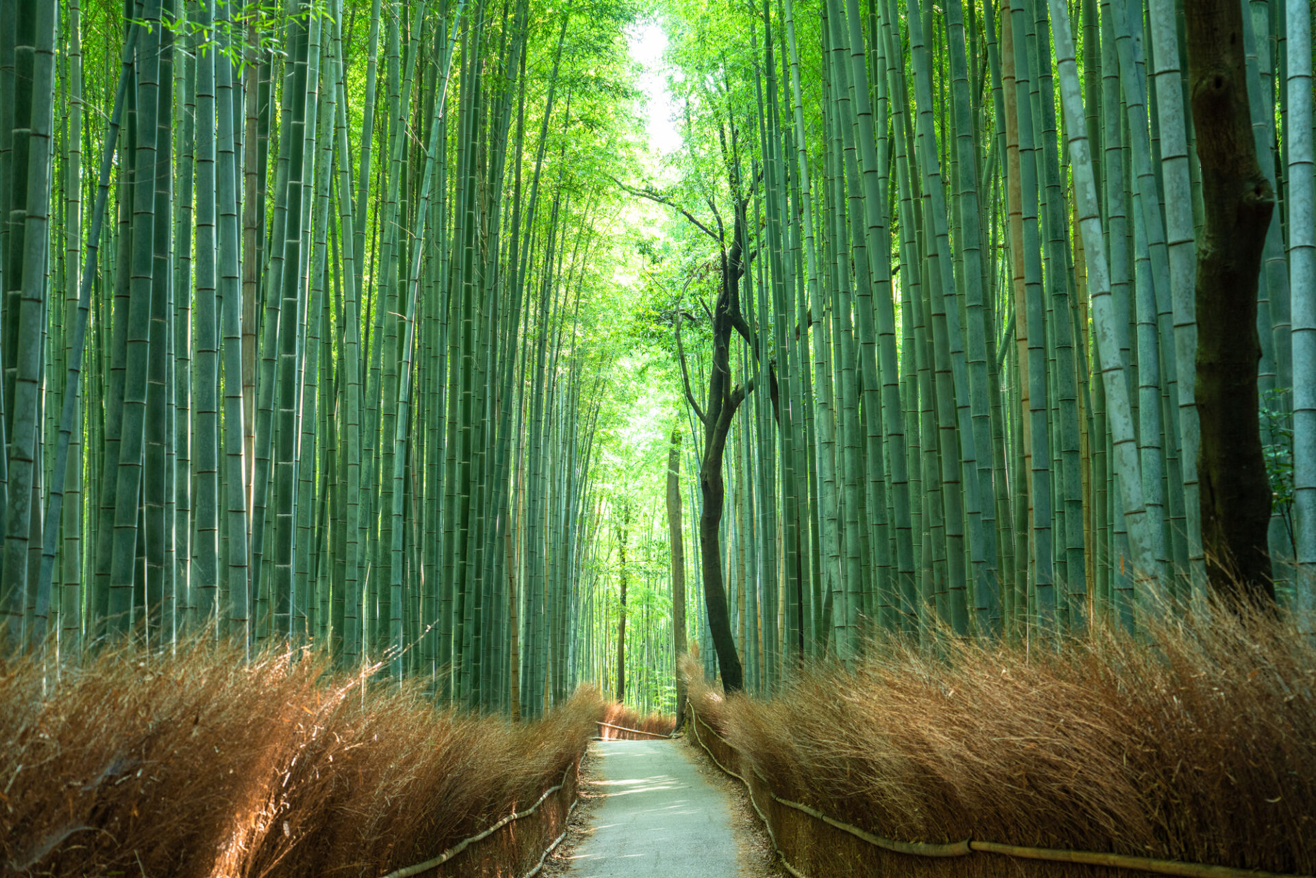 嵐山：京都のインスタ映え