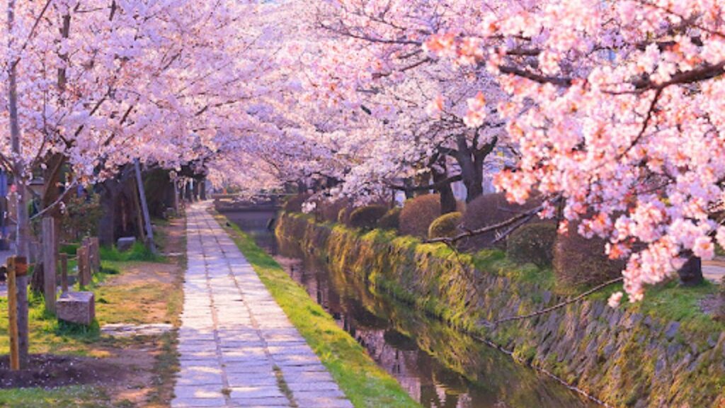 京都市「哲学の道」